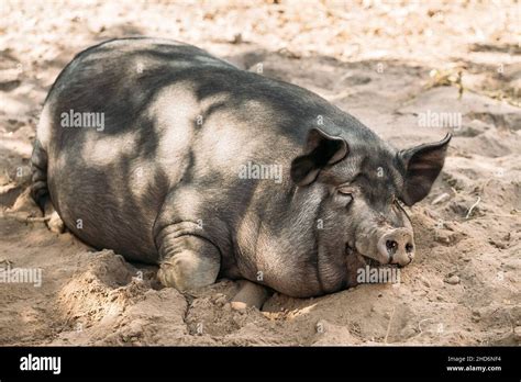 Household Pig Enjoys Relaxing In Dirt Large Black Pig Resting In Sand