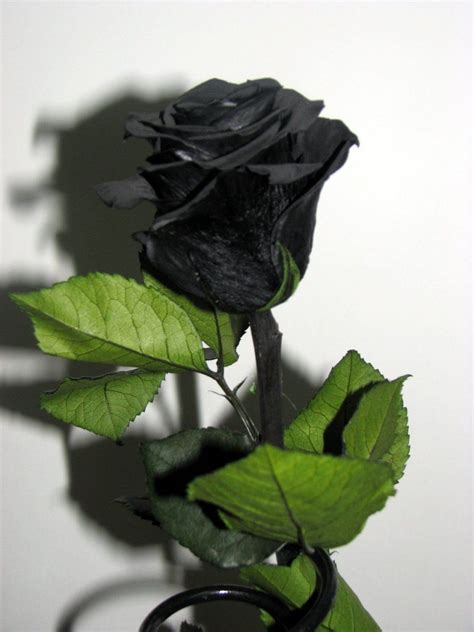 10 Dibujo Rosa Negra