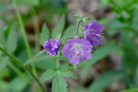 Purple Phacelia Virginia Wildflowers