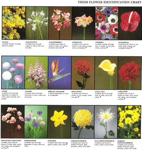 First published in 1987 and providing a snapshot of british garden plants and trends for more than 30 years, the rhs plant finder is a horticultural bible. Fresh Flower Identification Chart (With images) | Flower ...