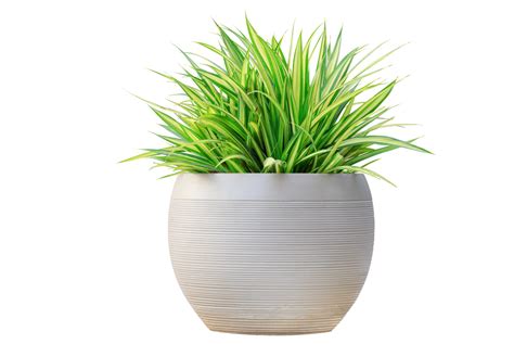 Variegated Grass Pandanus Plant In White Round Contemporary Pot