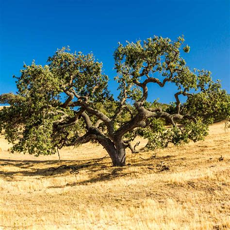 West Coast Live Oak Trees For Sale