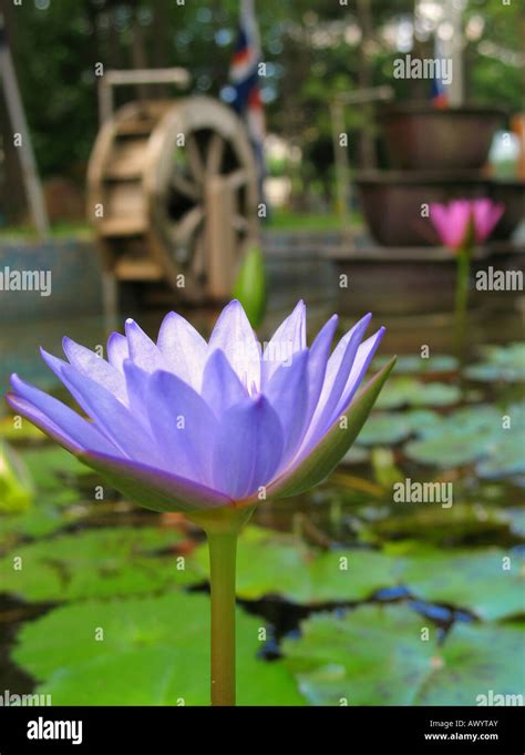 Blue Lotus Flower Stock Photo Alamy