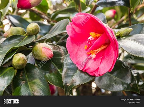 Closeup Pink Camellia Image And Photo Free Trial Bigstock