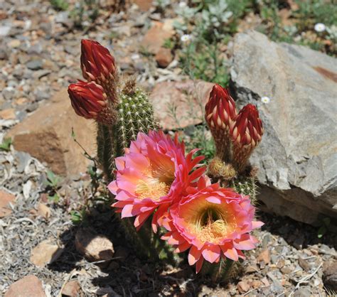 Cactus Flowers Tucson Arizona Plants Southwest Flowering C Flickr