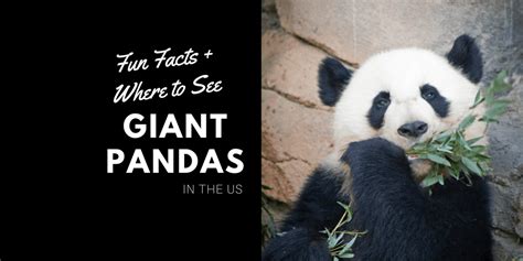 Where To See Giant Pandas In The Us Everyday Wanderer