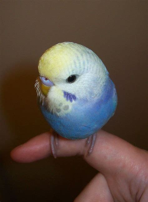 Budgie Cute Wallpapers Photos