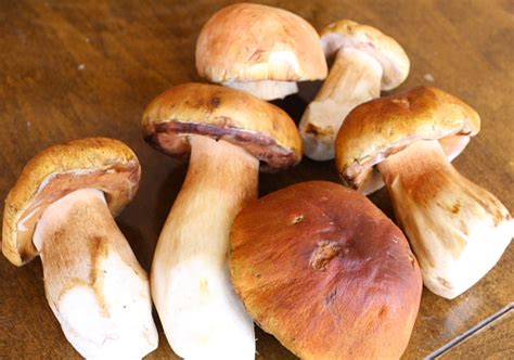 Which Are The Most Common Edible Varieties Of Mushroom By