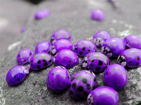 Purple Ladybugs From Hawaii Purple Love All Things Purple Purple Rain Shades Of Purple