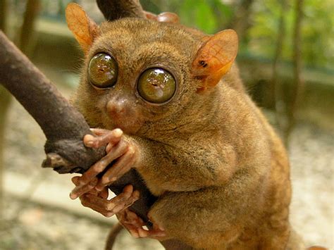 Yabbies are australian freshwater crustaceans that can be found in dams, rivers, and streams. 10 Fascinating Animals Whose Names Start with The Letter T
