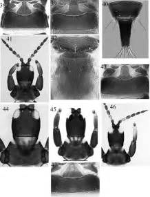 Cetris enim non dissimiles peltas fuisse eruditi observant. (38) Haplothrips driesseni, pelta. (39) H. fici, pelta. (40) H. fici,... | Download Scientific ...