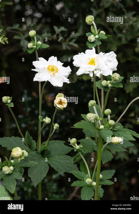 White Japanese Anemone Flowers X Hybrida Honorine Jobert In Bloom In A