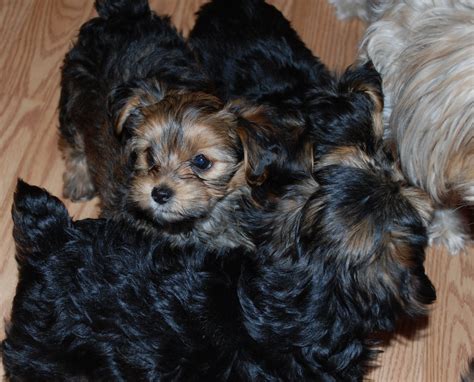 Check spelling or type a new query. Shorkie Puppies: Reagan - 8 wk Shorkie puppy