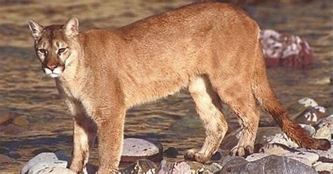 Learn About Elusive Cougars In Our Midst At Mcc Program