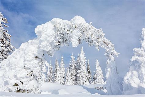 Snow Covered Pines Photograph By Kencanning Fine Art America