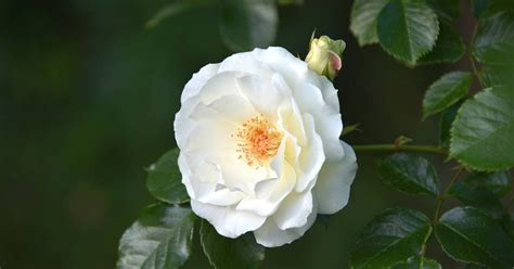 10 Cara Menanam Bunga Mawar Putih Yang Cantik