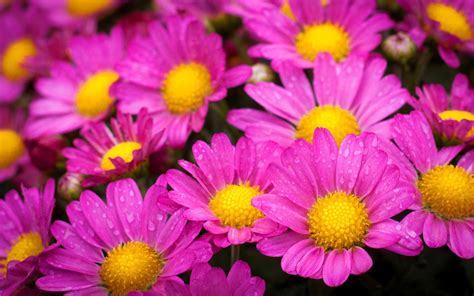 Hot Pink Flowers Pictures Hd Desktop Wallpapers 4k Hd