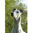 About The Breed Greyhound  Highland Canine Professional Dog Training