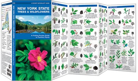 New York State Trees And Wildflowers Pocket Naturalist Guide