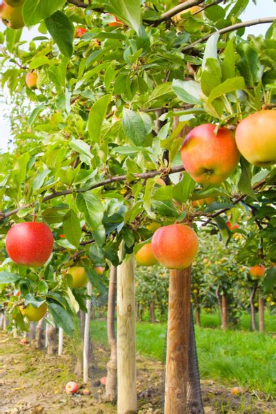 How To Plant Fruit Trees And Why Fall Is The Best Time