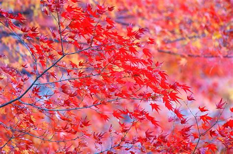 赤葉の木、 葉、 枝、 木、 明るい、 秋、 赤、 Hdデスクトップの壁紙 Wallpaperbetter