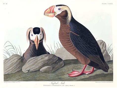 John James Audubon's Entire 'Birds of America' Now Downloadable | Hi-Fructose Magazine