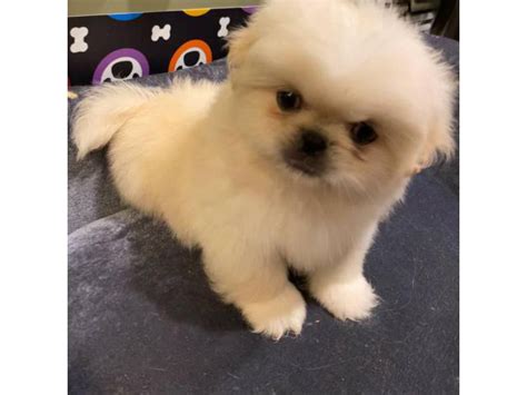 Males Pekingese Available For Sale Duluth Puppies For Sale Near Me