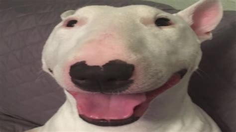56 Walter Dog Facetime Meme