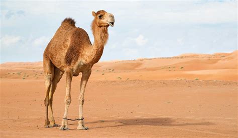 ¿por Qué Tienen Jorobas Los Camellos