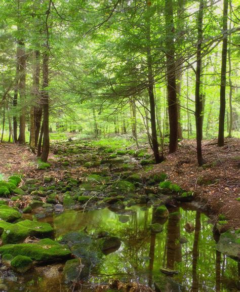 Free Images Tree Creek Swamp Wilderness Hiking Trail Meadow