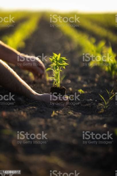 People Hoeing The Soil Hands Planting Green Seedling Stock Photo