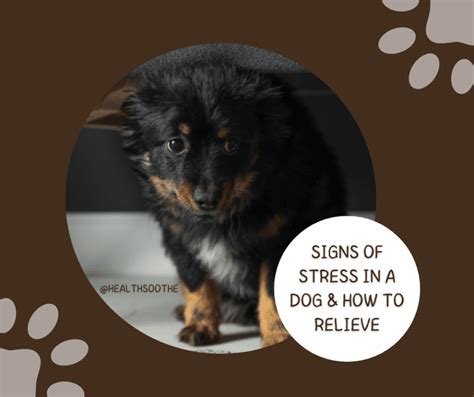 7 Critical Signs Of Stress In A Dog And How To Relieve
