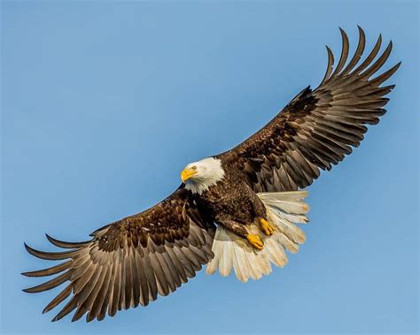 11 Largest Birds Of North America