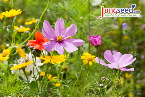 Sowing Perennial Wildflower Seeds For Success Jung Seeds Gardening Blog