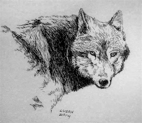 Wolf Pen And Ink 2014 By Danteluzon On Deviantart