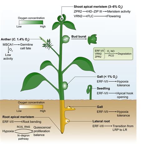 Molecular Oxygen As A Signaling Component In Plant Development Weits