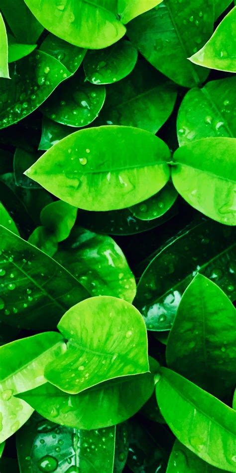Green Leaves Iphone X Leaves Wallpaper Iphone Green Leaf Wallpaper