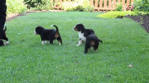 Miniature Bernese Mountain Dog Puppies For Sale Youtube