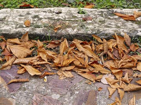 Autumn Park Floor With Brown Dead Leaves On The Ground Stock Image