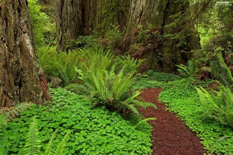 Fern Forest Path Flowers Wallpapers 2000x1333