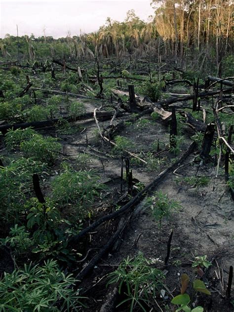Rainforest Deforestation Facts