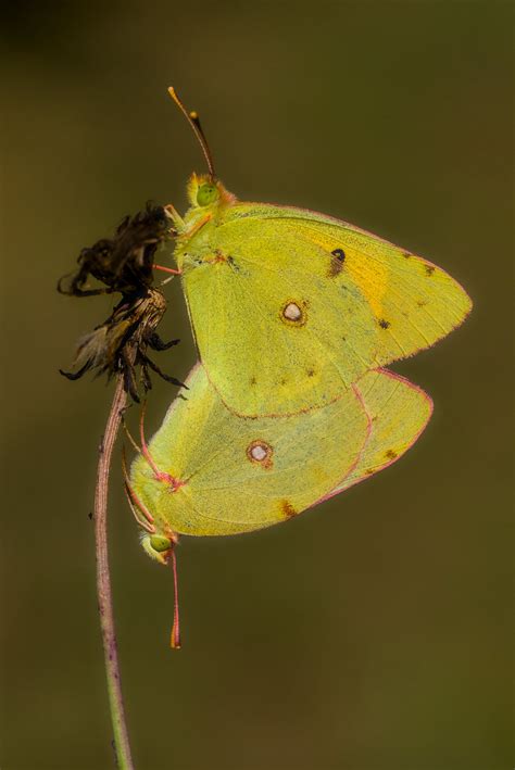 Colias Croceus Mating 3 Thank You For Your Visits Comme Flickr