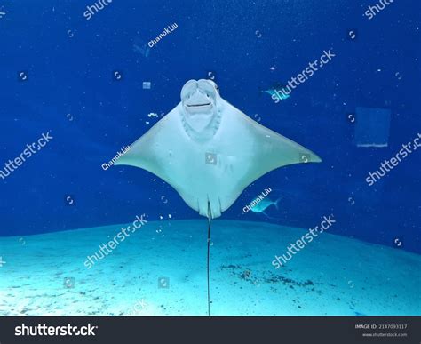 Isolated Smiling Manta Ray Aquarium Stock Photo 2147093117 Shutterstock