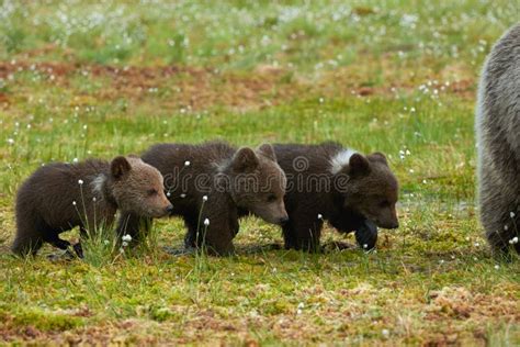 Three Brown Bear Cubs Stock Image Image Of Evening Cubs 56865387