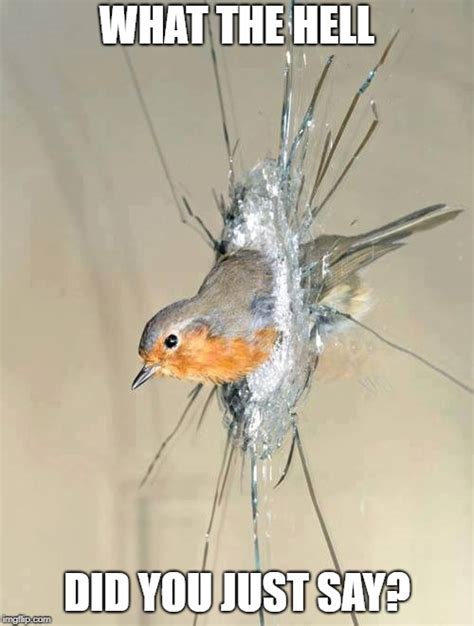 Bird Crashing Through Window Imgflip