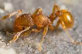 Photos of Eradicating Fire Ants