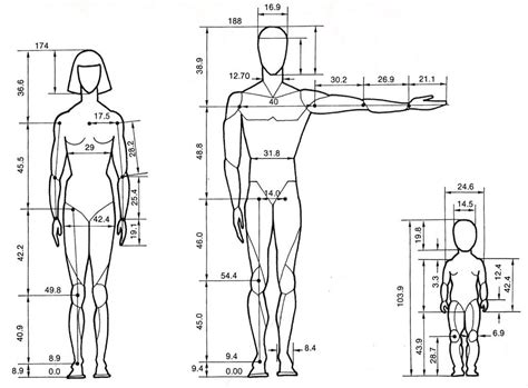 An Image Of A Male Mannequin With Measurements For The Torso And Head