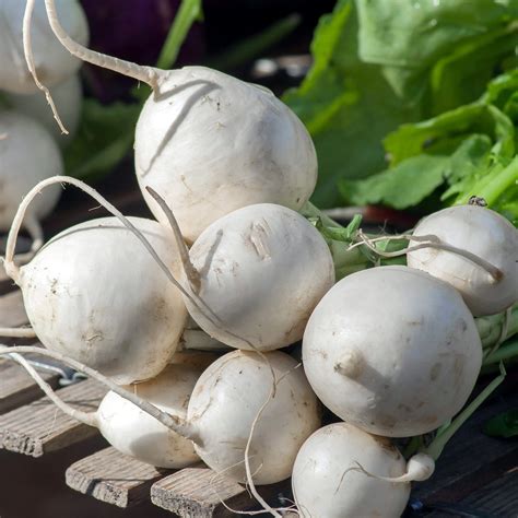 Turnip Seven Top Southern Prize Brassica Rapa Turnip Greens Heirl