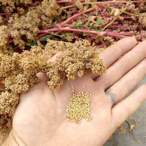 Quinoa Apellewa Organic Adaptive Seeds