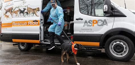 Aspca Helps 200000 Shelter Animals Find Greater Adoption Opportunities